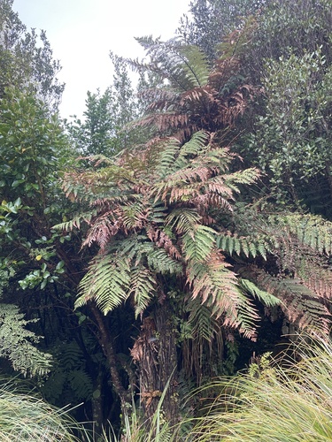 Dicksonia squarrosa observed 2026-10-25