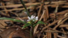 Claytonia parviflora viridis
