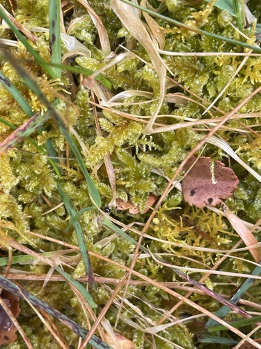 Hypnum cupressiforme observed 2026-10-25