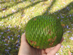 Araucariaceae