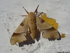 Marumba quercus