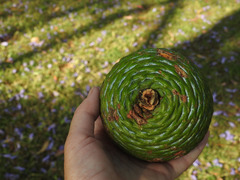 Araucariaceae