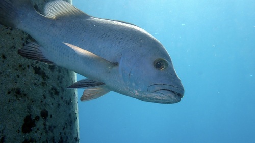 Lutjanus argentimaculatus observed 2026-10-24
