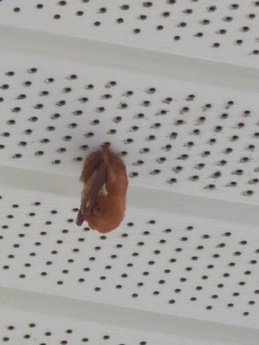 Lasiurus borealis observed 2026-10-24