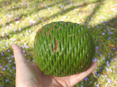 Araucariaceae