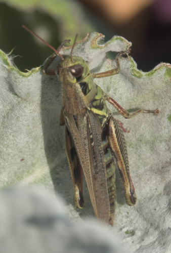Red-legged Grasshopper