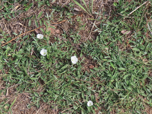 Silky Evolvulus