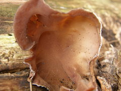 Auricularia cornea