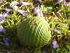 Araucariaceae
