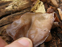 Auricularia cornea