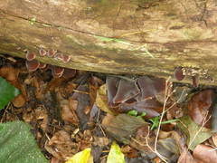 Auricularia cornea