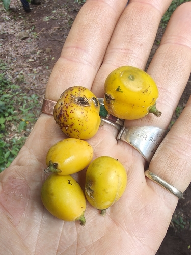 Chrysophyllum observed 2026-10-25