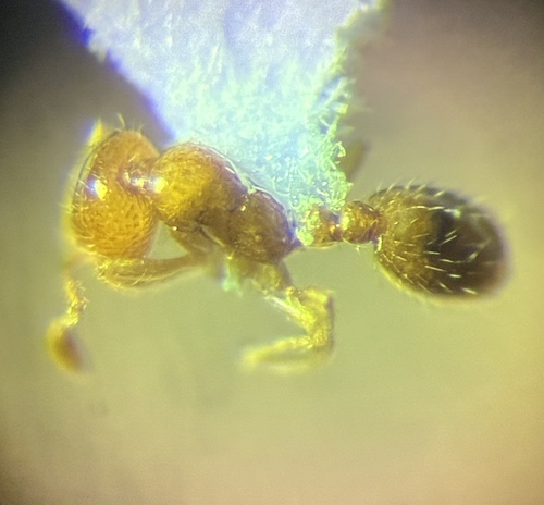 Molesta-group Thief Ants