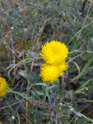 Chrysocephalum apiculatum observed 2026-10-26
