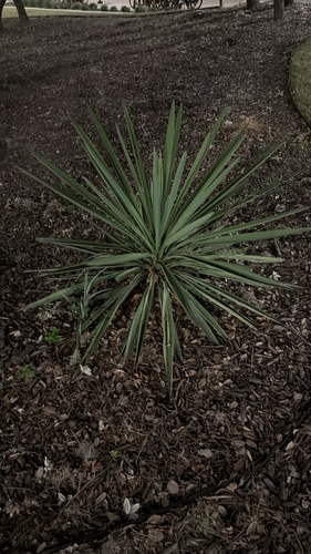 Spanish dagger