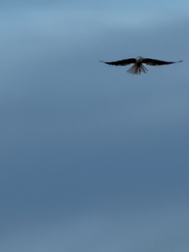 White-tailed Kite