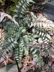 Athyrium niponicum
