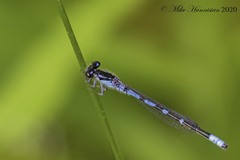 Enallagma recurvatum