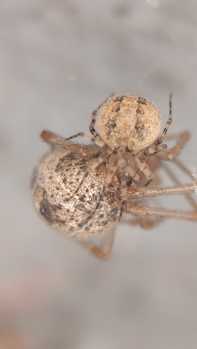 Theridion observed 2026-10-25