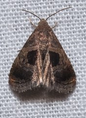 Tripudia rectangula