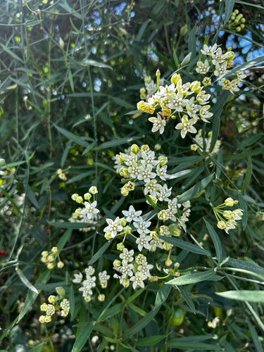 Funastrum clausum, 2026-10-25