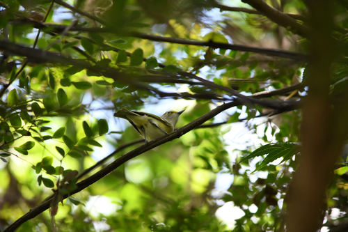 White-eyed Vireo