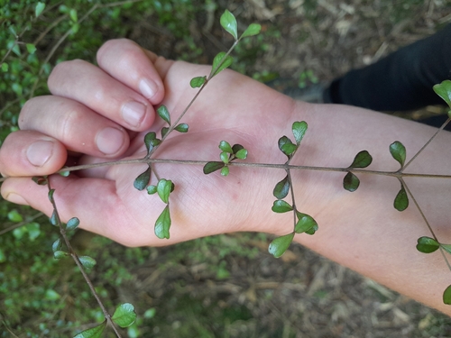 Lophomyrtus obcordata, 2026-10-25