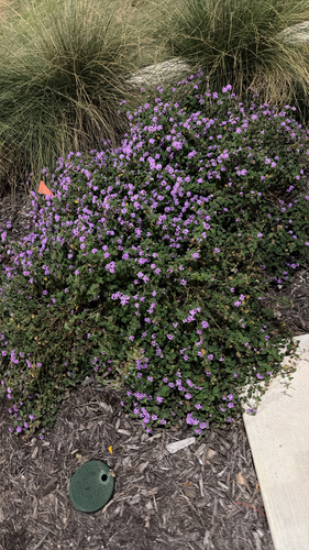 Lantana montevidensis observed 2026-10-25