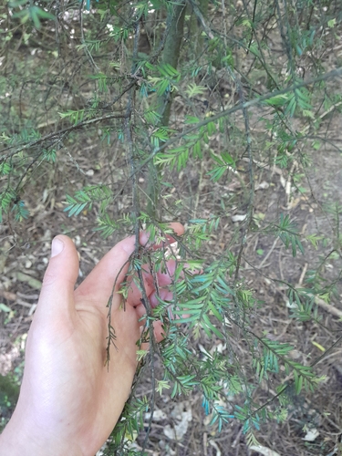 Prumnopitys taxifolia, 2026-10-25