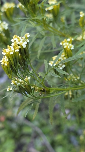 Tagetes minuta observed 2026-10-23