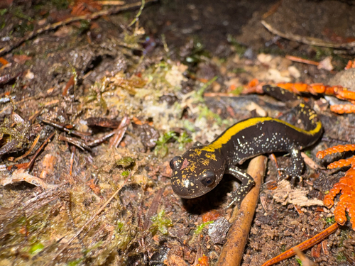 Ambystoma macrodactylum, 2026-10-25