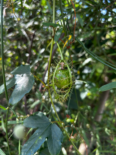 Passiflora foetida observed 2026-10-25