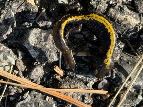 Ambystoma macrodactylum, 2026-10-25