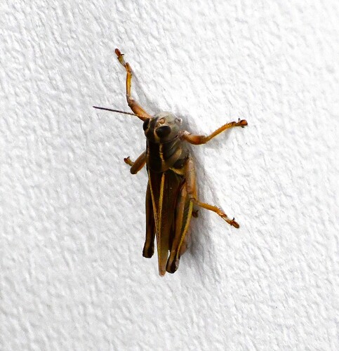 Two-striped Grasshopper