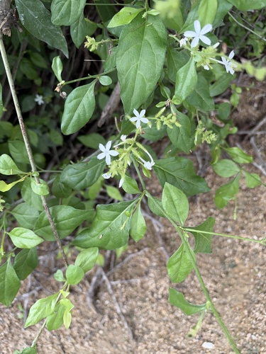 Plumbago zeylanica observed 2026-10-25
