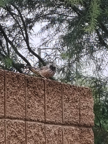 Cactus Wren