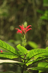 Pachystachys coccinea