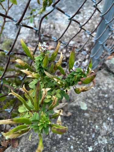 redwhisker clammyweed