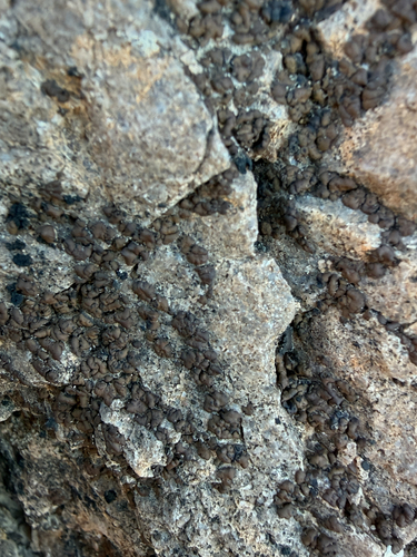 Earthscale Lichens
