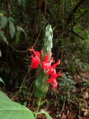 Pachystachys coccinea
