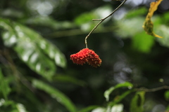 Tabernaemontana heterophylla