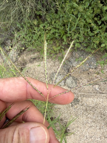 Bothriochloa pertusa observed 2026-10-25
