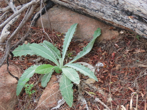 Wavyleaf Thistle