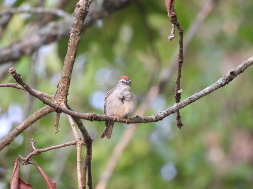 Chipping Sparrow