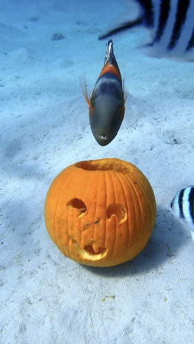 Cheilinus fasciatus observed 2026-10-24
