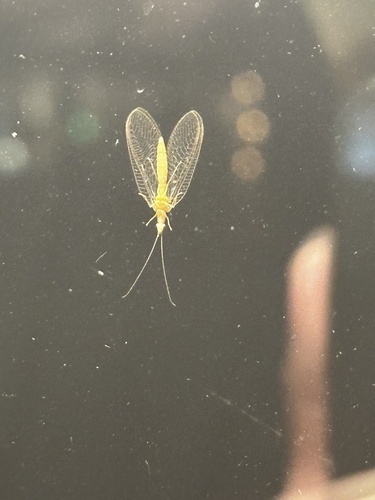 Weeping Green Lacewing