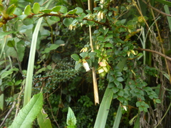 Disterigma alaternoides