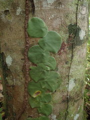 Monstera spruceana