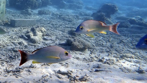 Lutjanus fulvus observed 2026-10-24