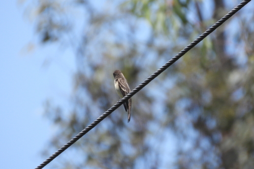 Papamoscas Contopus
